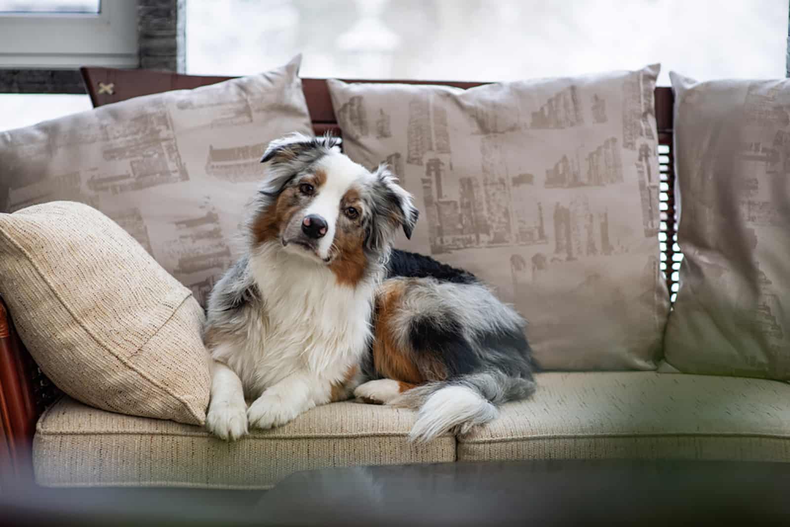 australian shepherd sitting on the couch