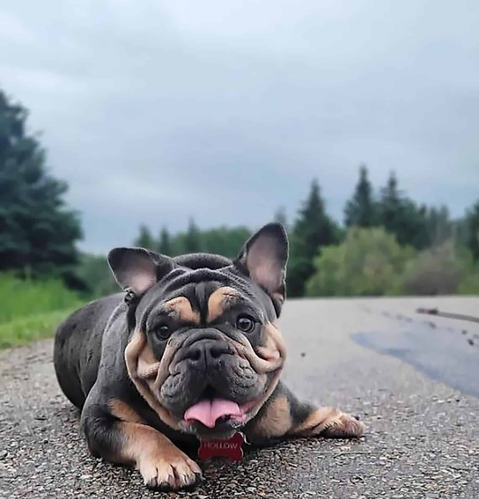 bantam bulldog lying on the road