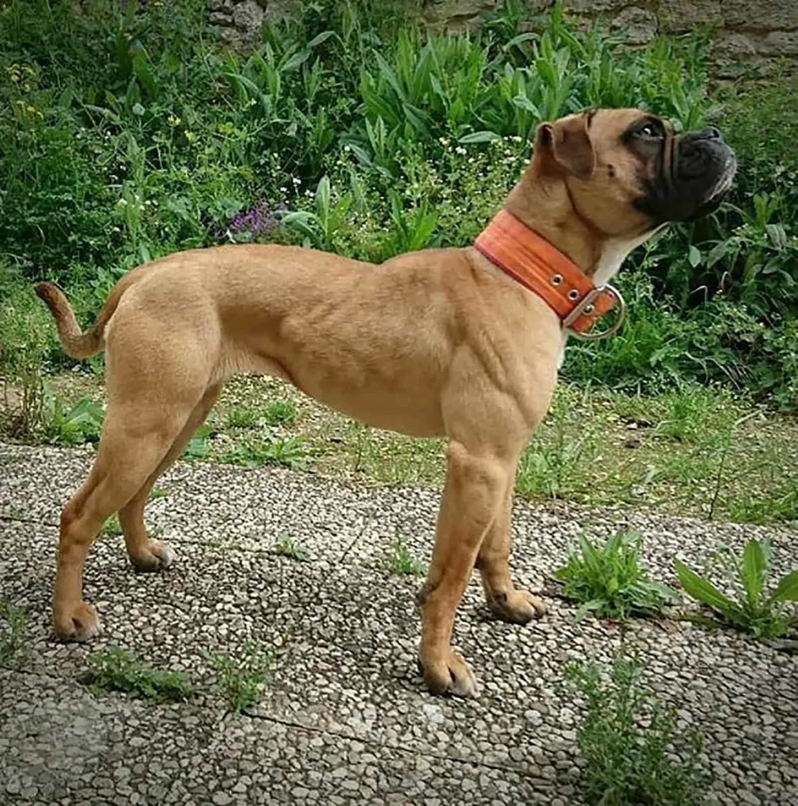 banter bulldogge standing outdoors