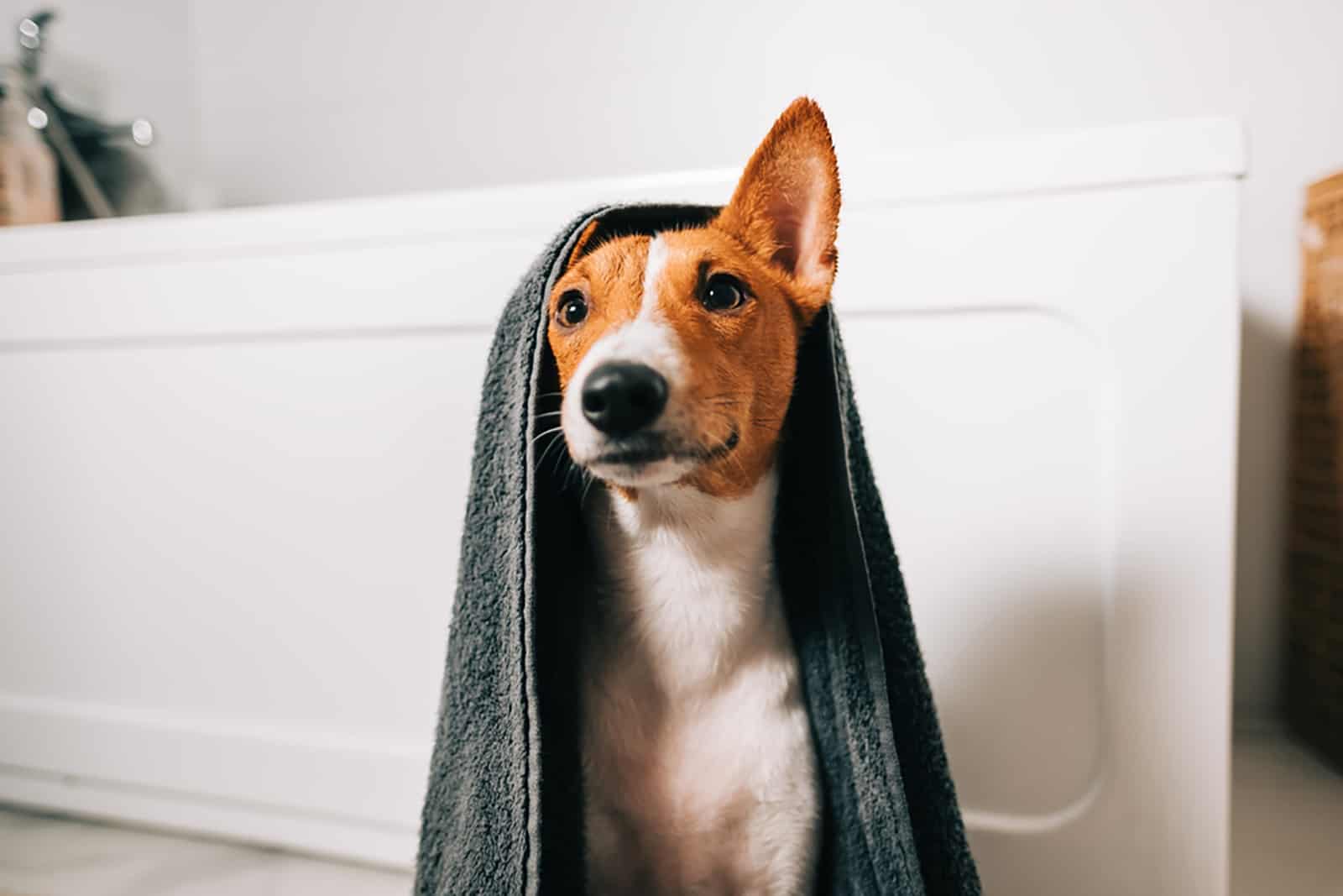 basenji dog wrapped in a towel