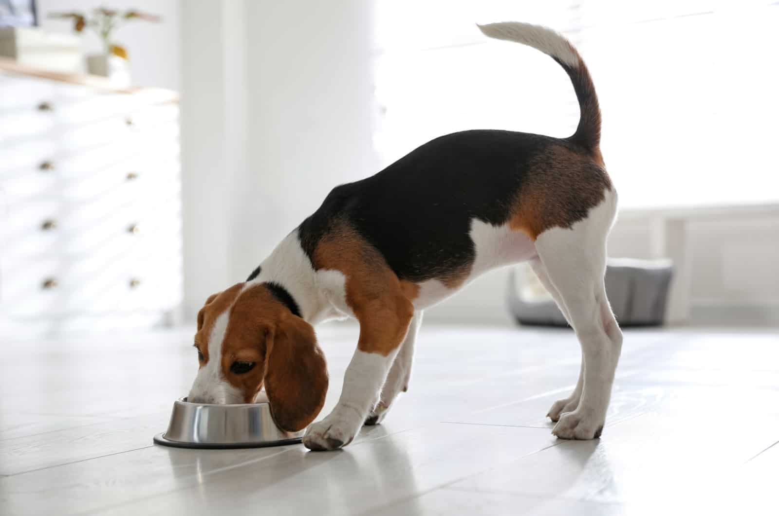 beagle eating from a bowl