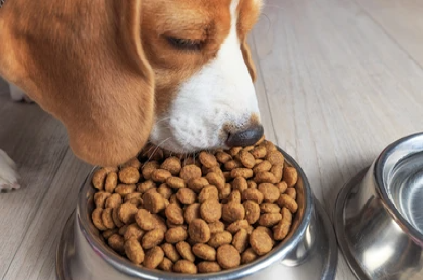 beagle eating kibble food