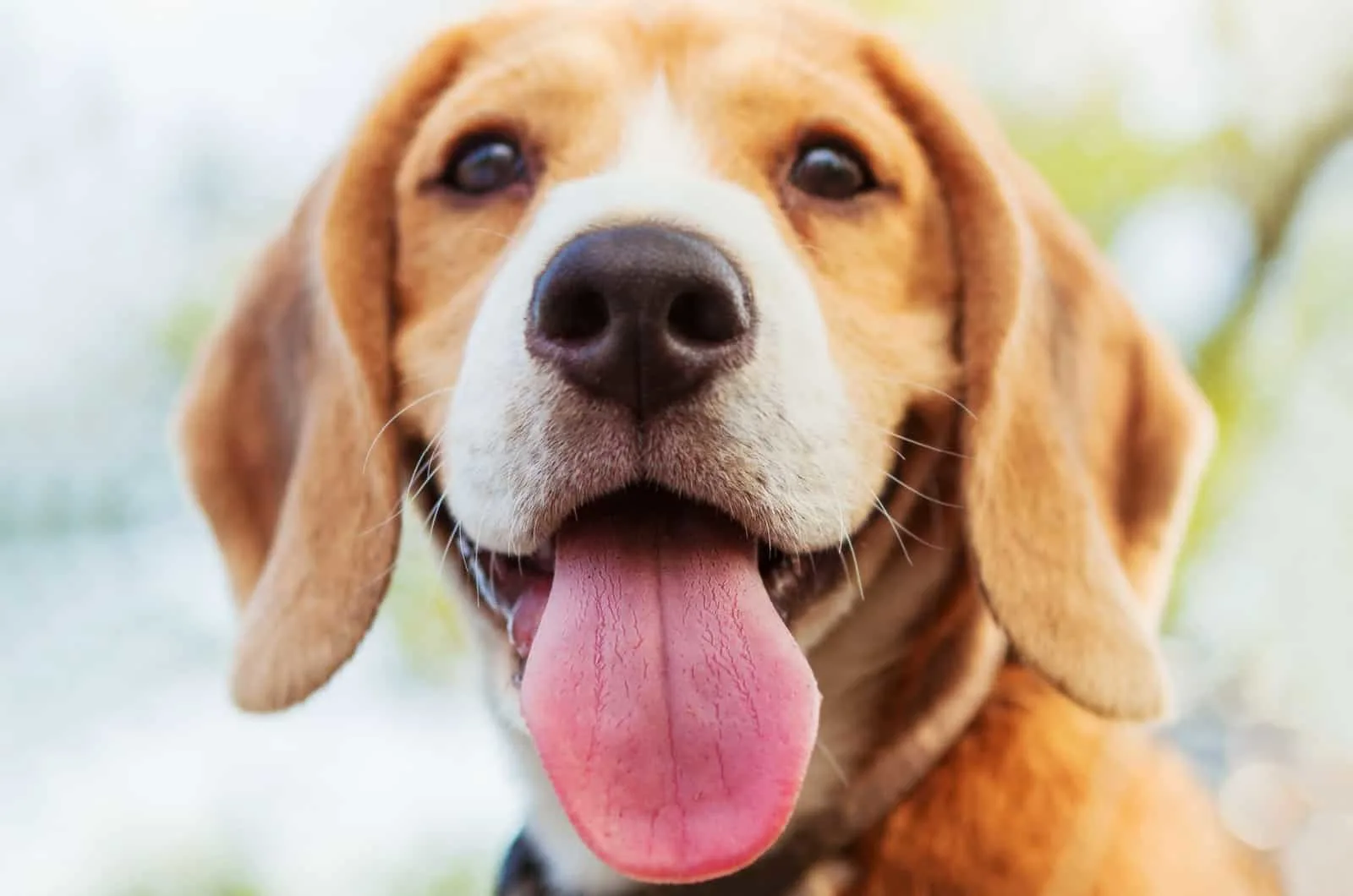 beagle with tongue out