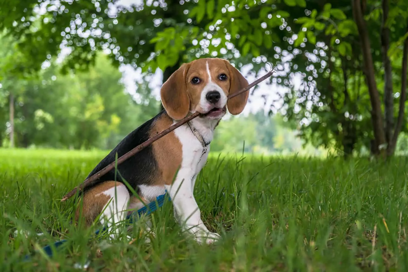 beagle dog holding stick in mouth