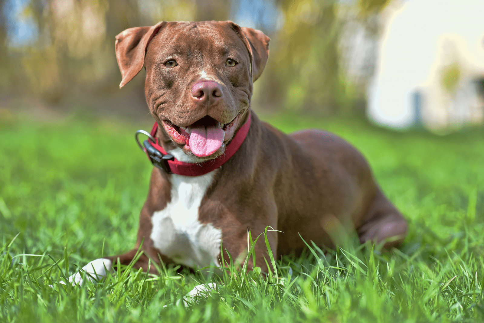 beautiful Pitbull Terriers