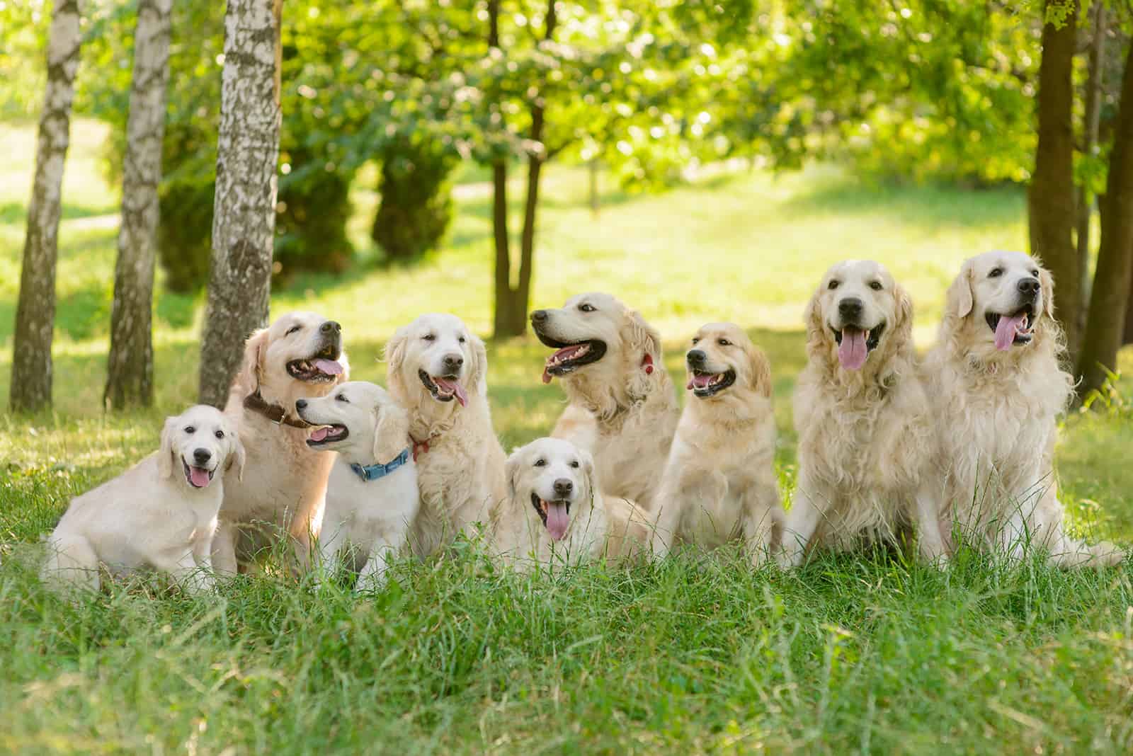 beautiful golden retrievers sitting on the lawn