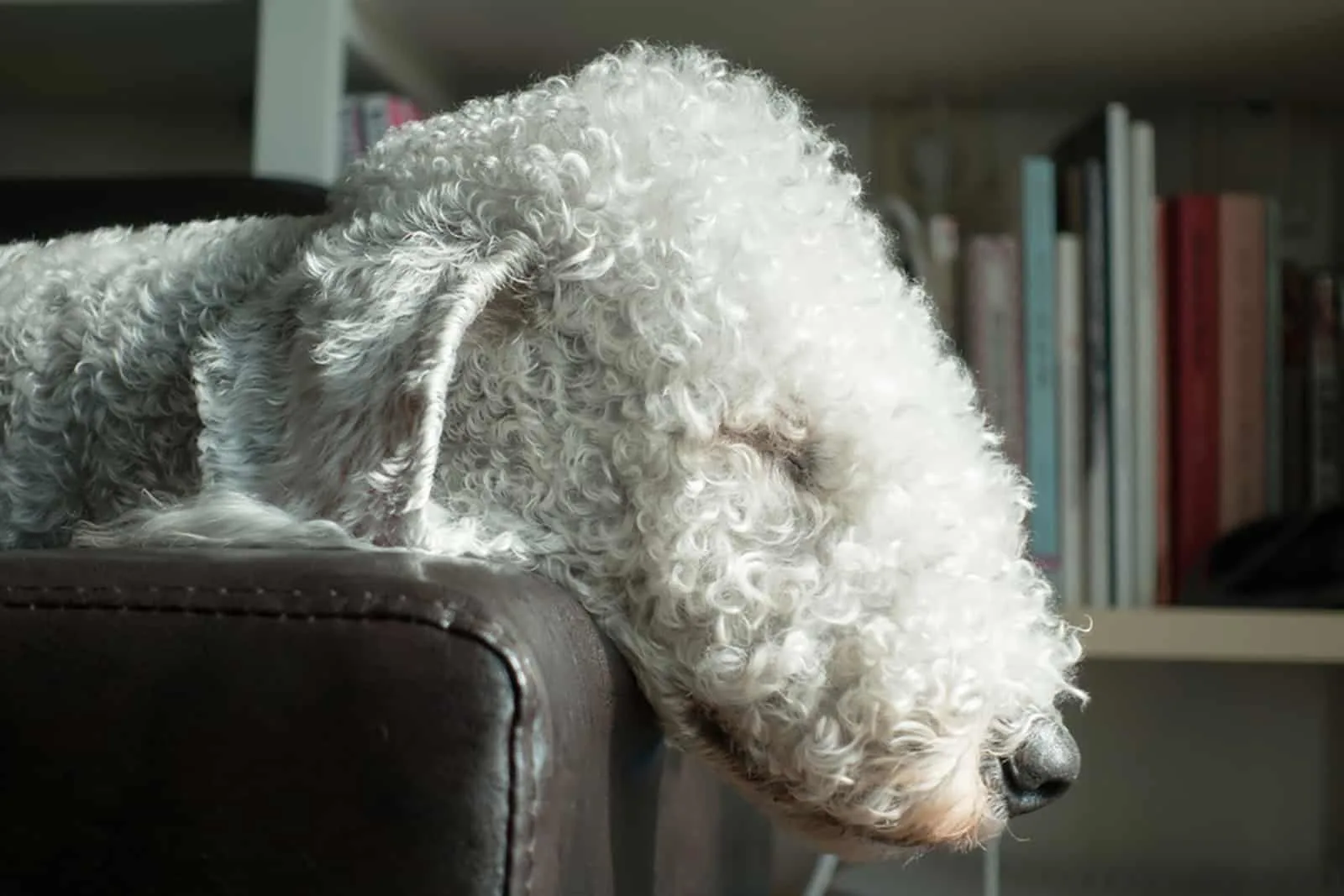 bedlington terrier sleeping on the couch