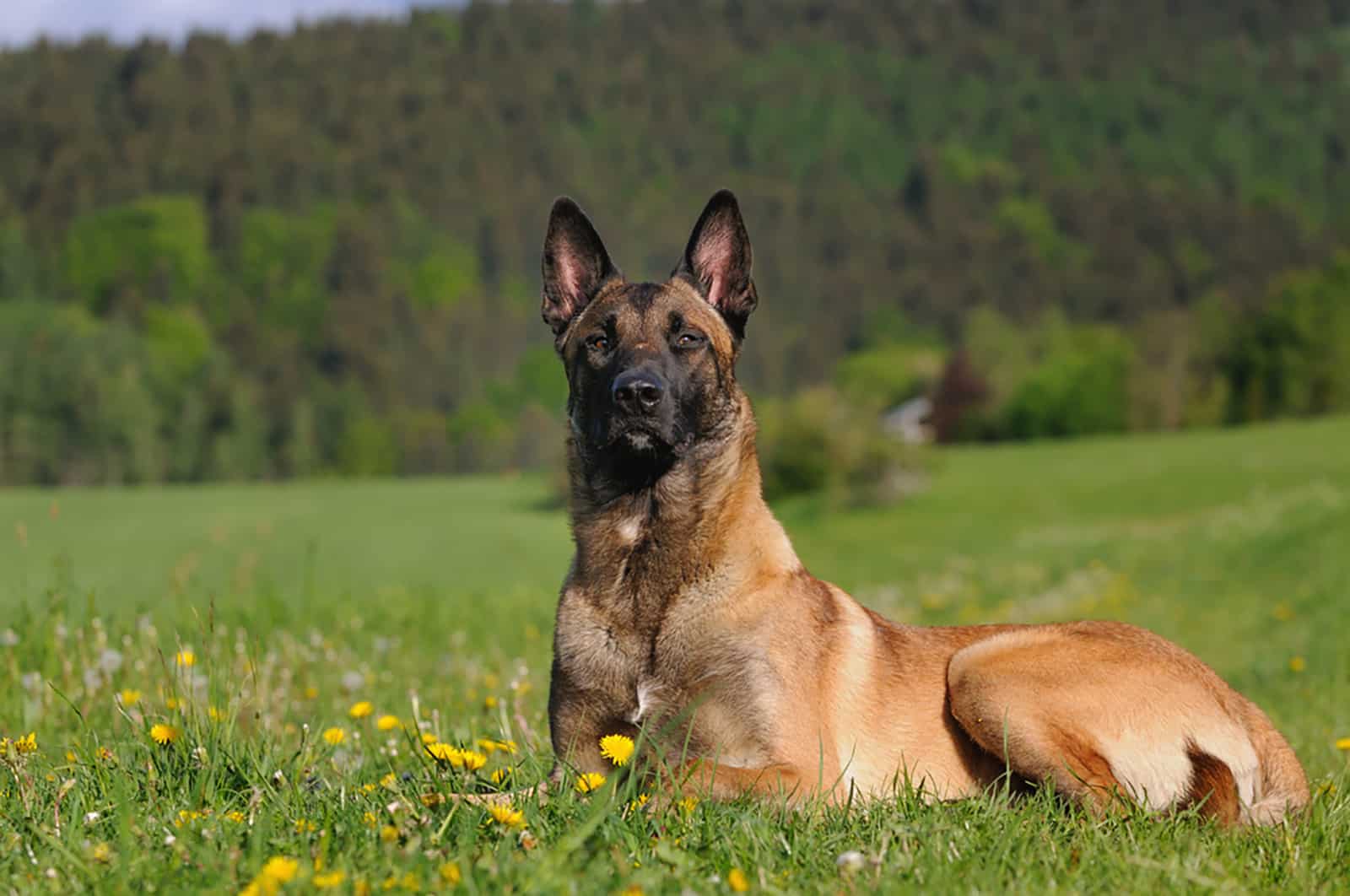 belgian malinois lying on the grass