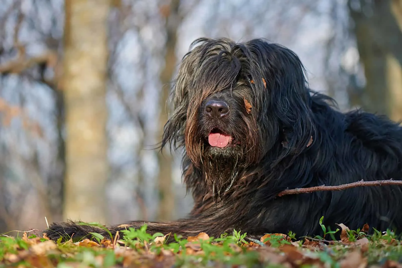 bergamasco shepherd lying in the forest