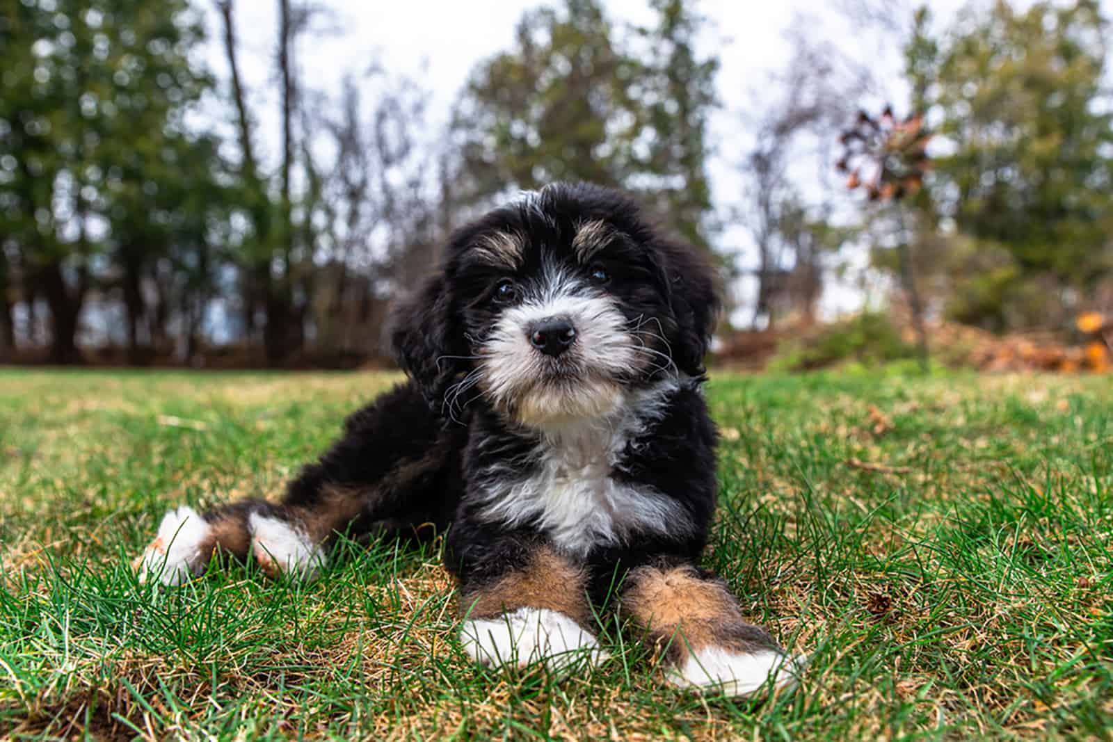 bernadoodle puppy lying on the grass in the park