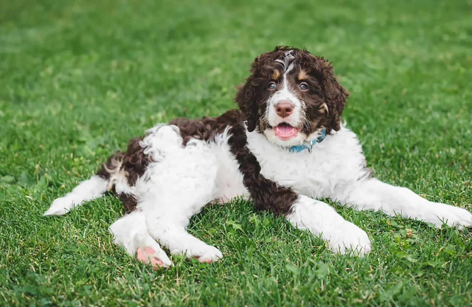 bernadoodle puppy lying on the lawn and posing