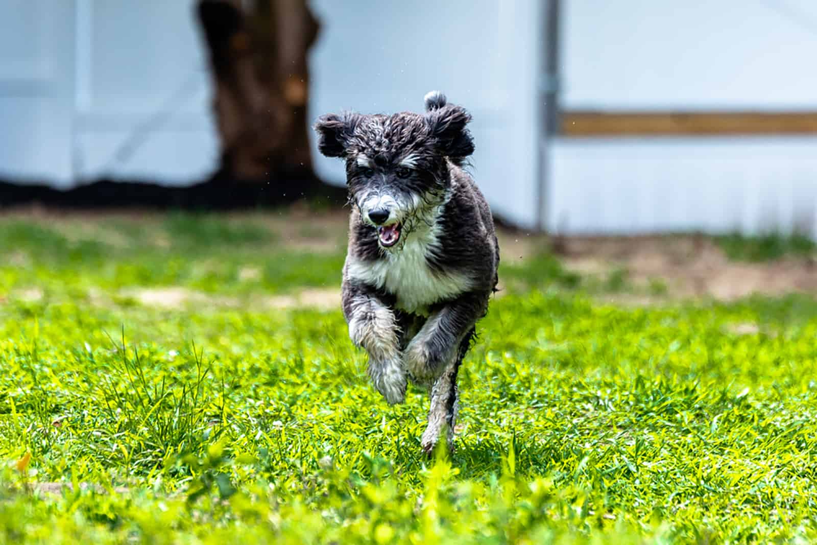 bernadoodle puppy running in the yard