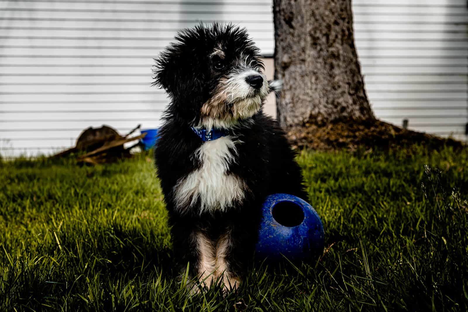 bernadoodle puppy sitting beside a ball in the yard