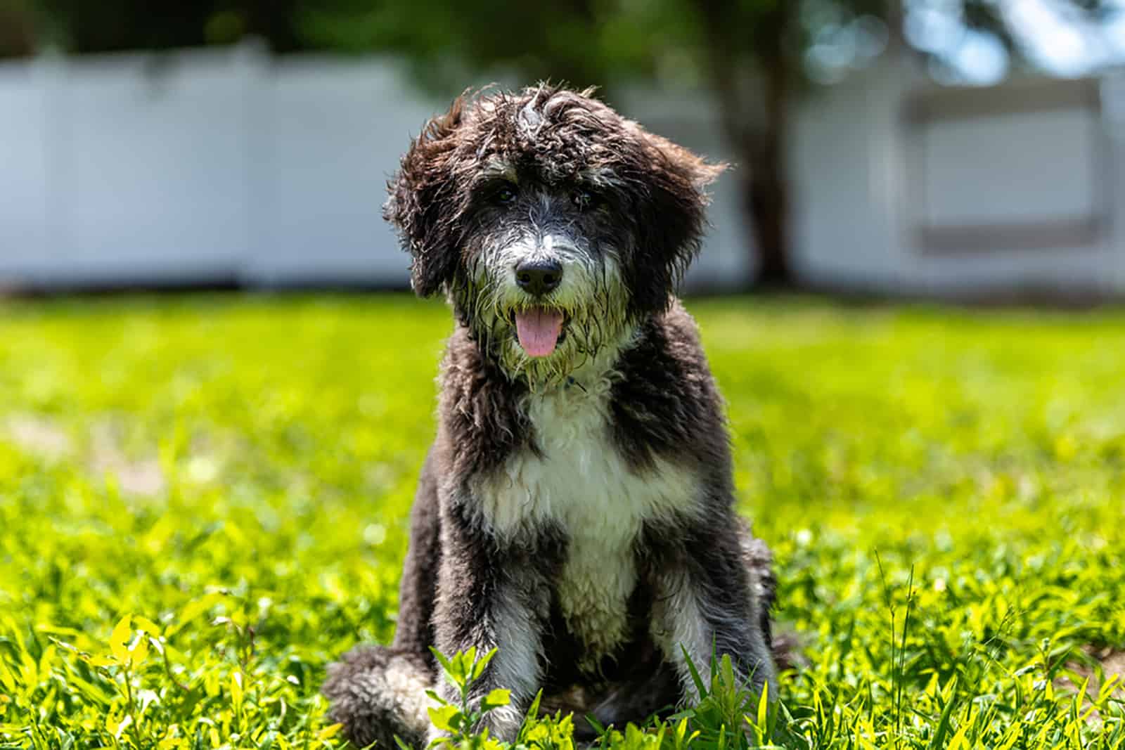 bernadoodle puppy sitting on a lawn