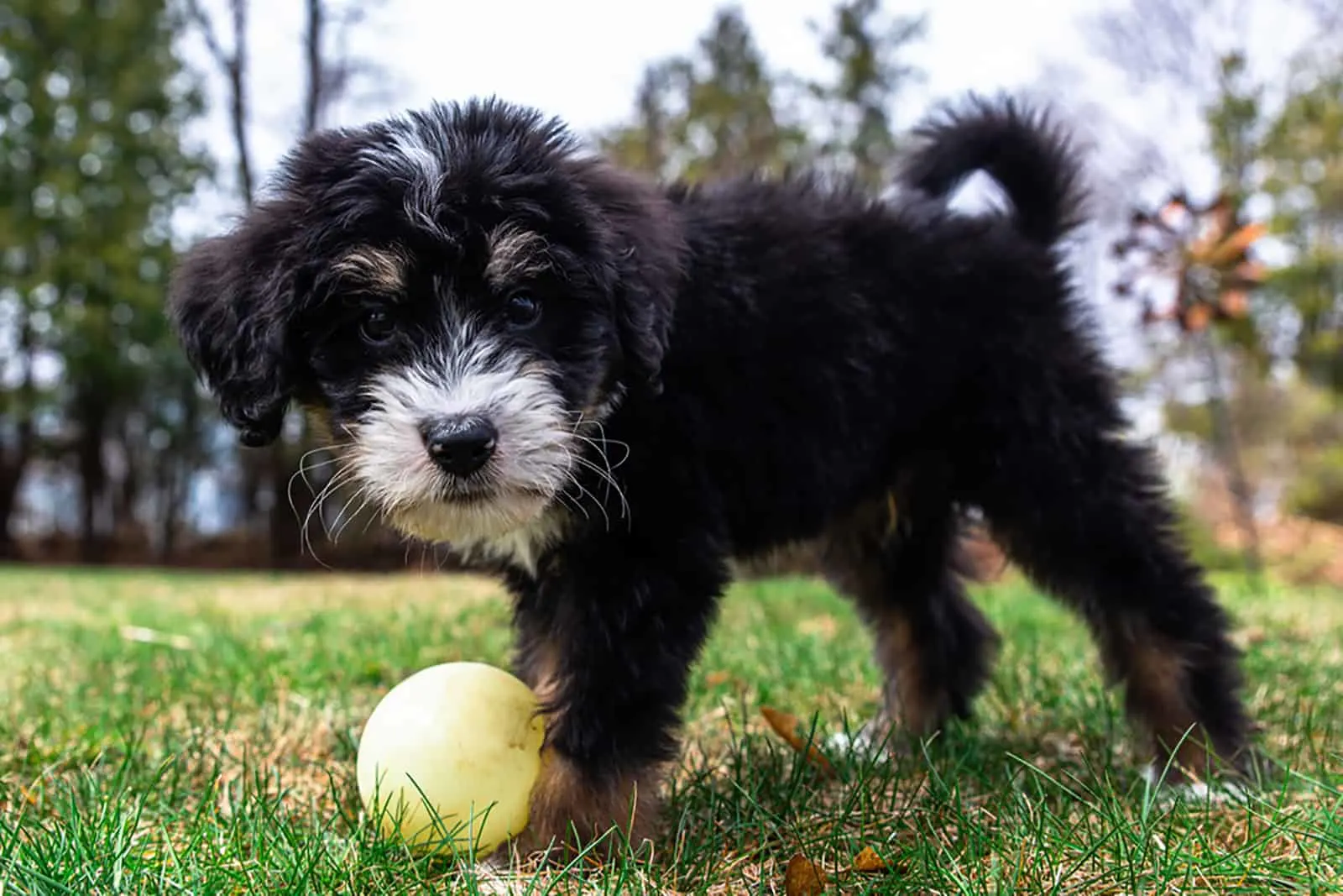 bernedoodle puppy in the park playing with a ball
