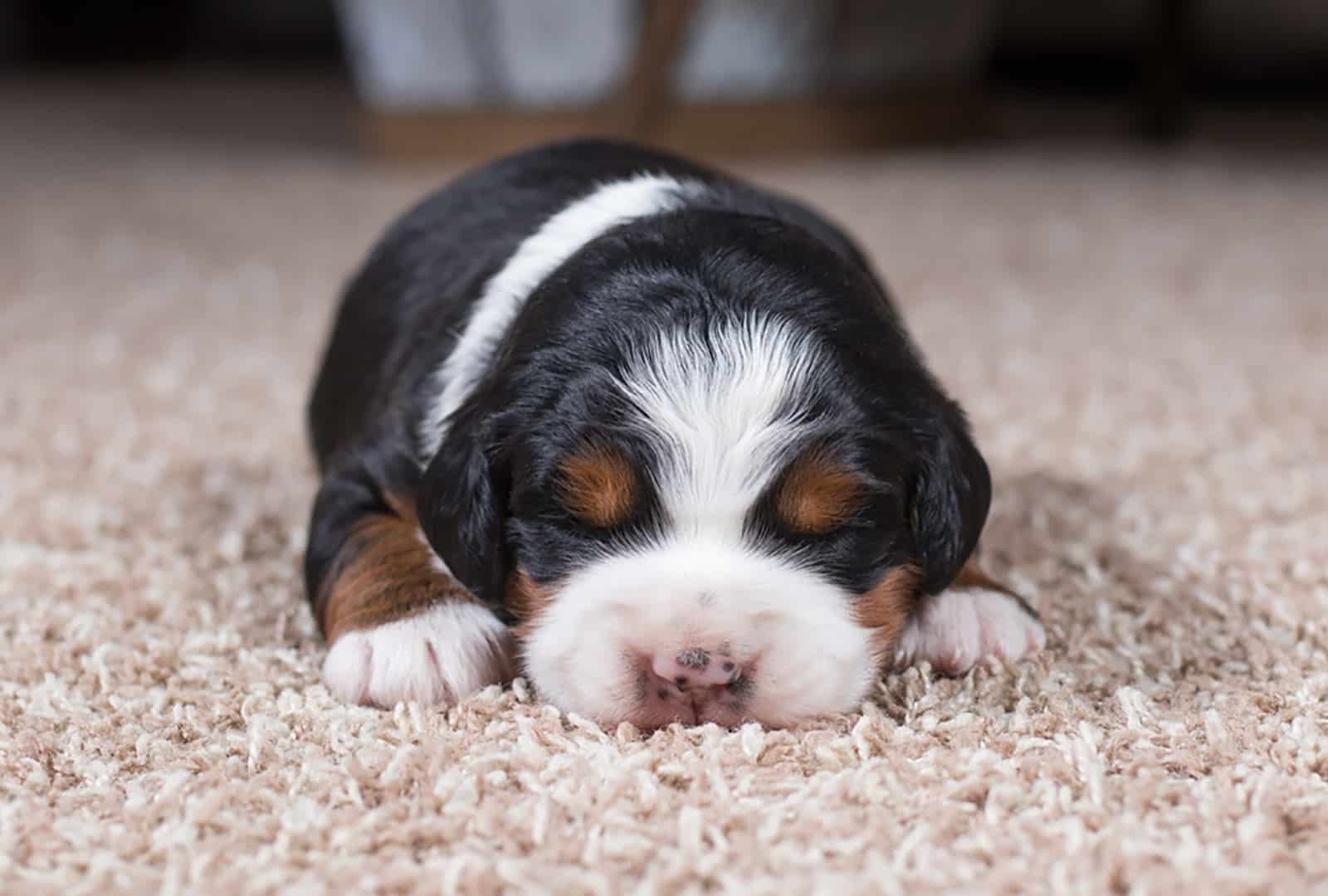 bernedoodle puppy sleeping on carpet
