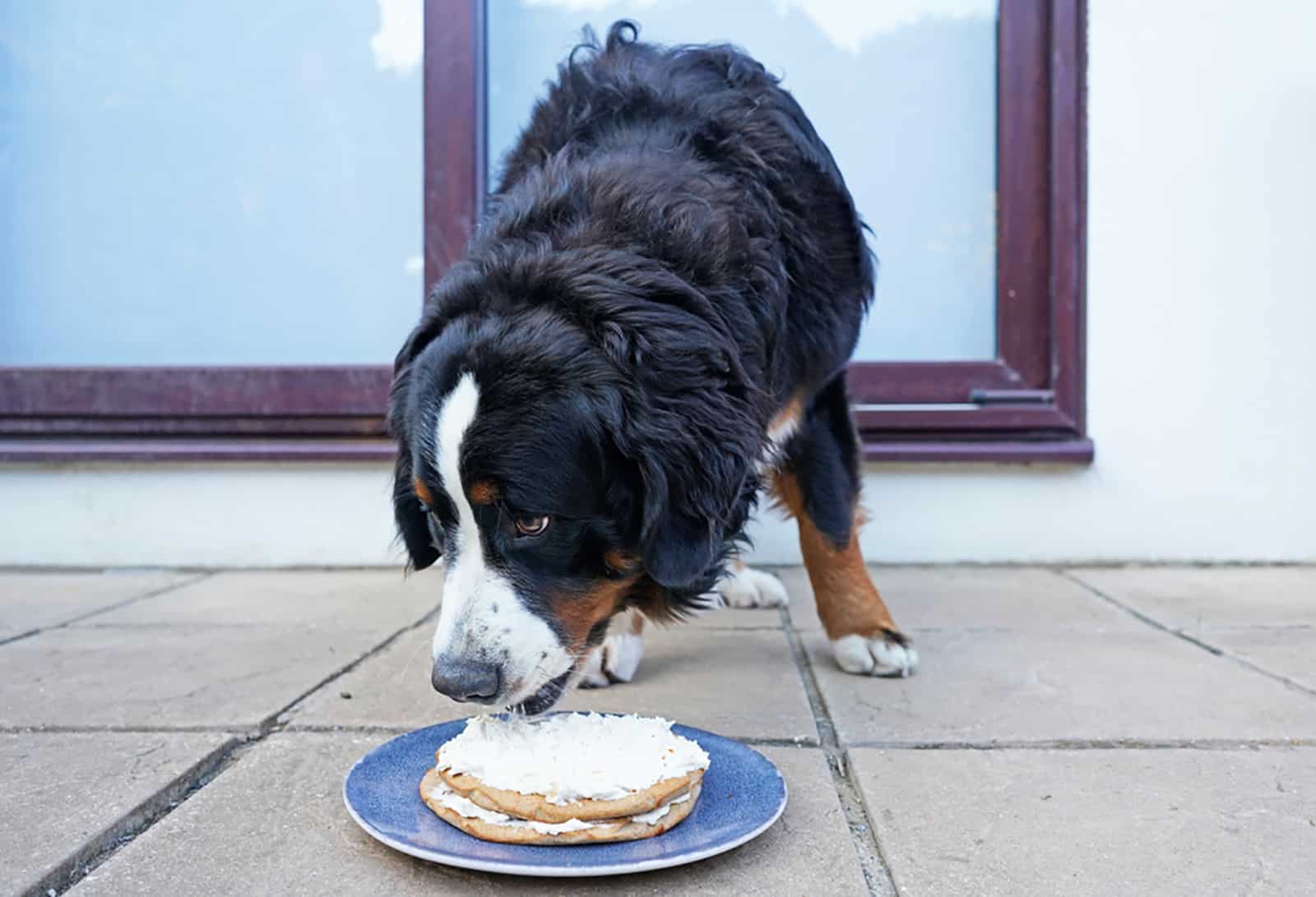 bernese mountain dog eating from the plate outdoors