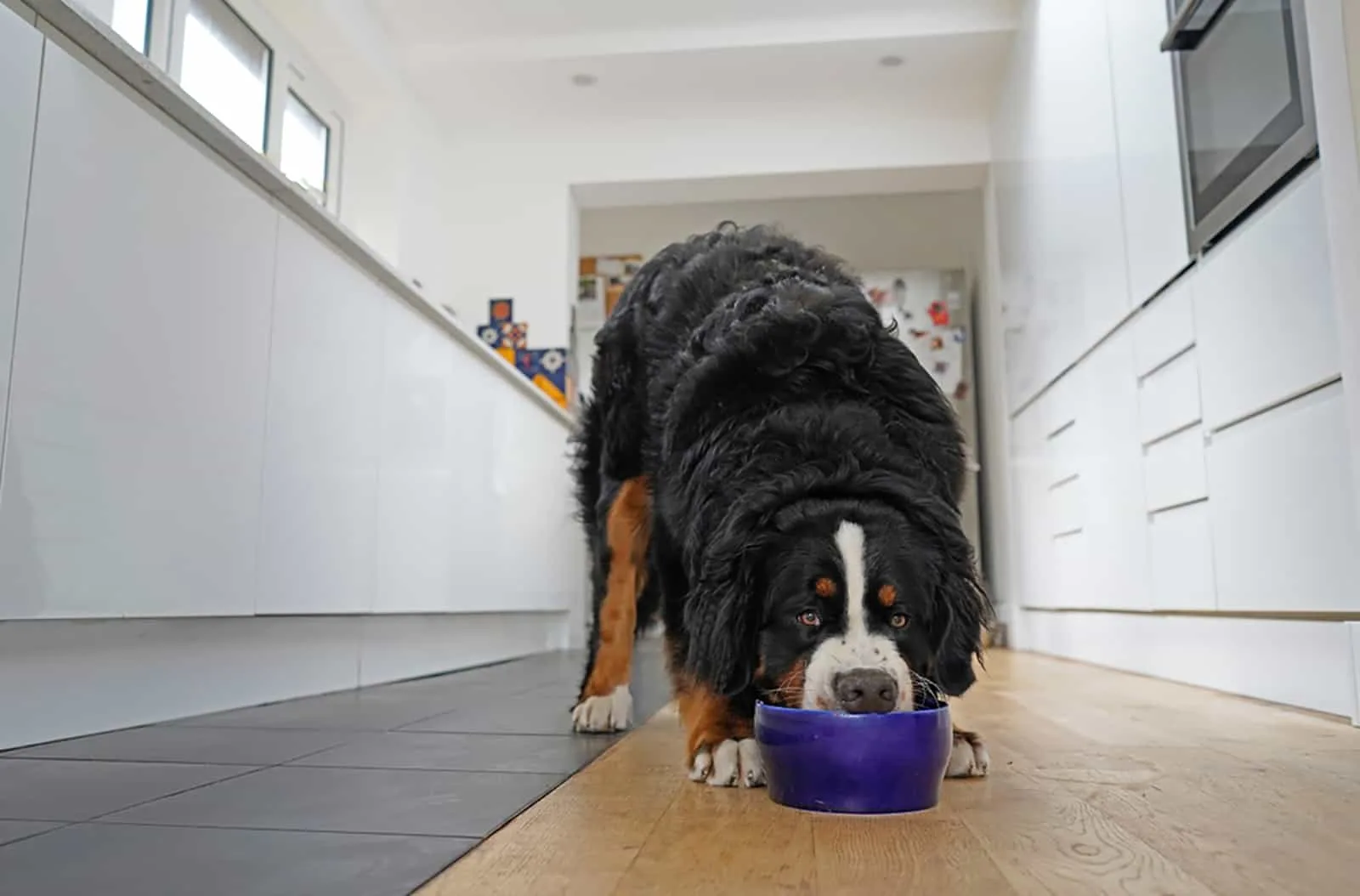 bernese mountain dog eating out of blue bowl in the kitchen