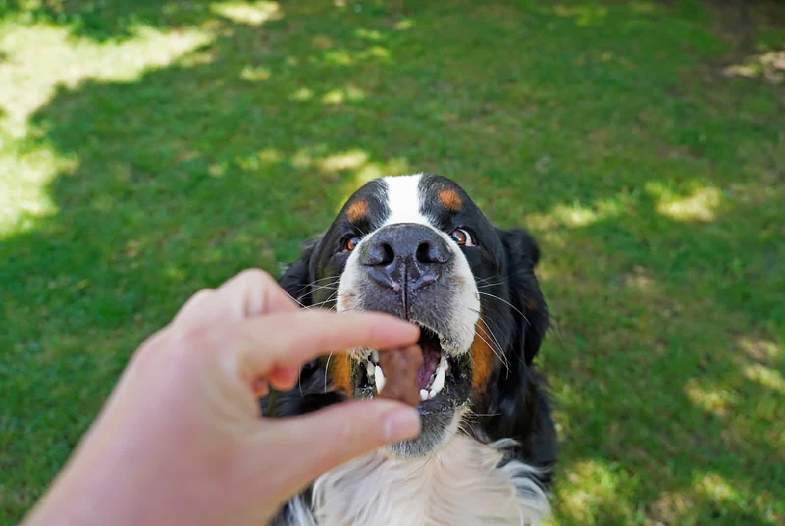 bernese mountain dog getting a treat from his owner
