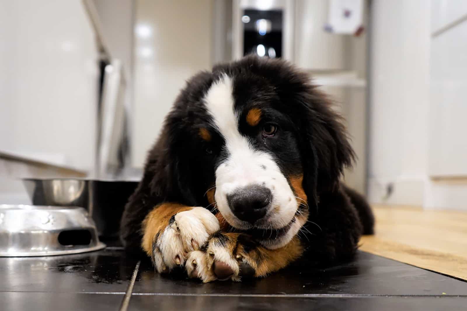 bernese mountain dog puppy eating at home