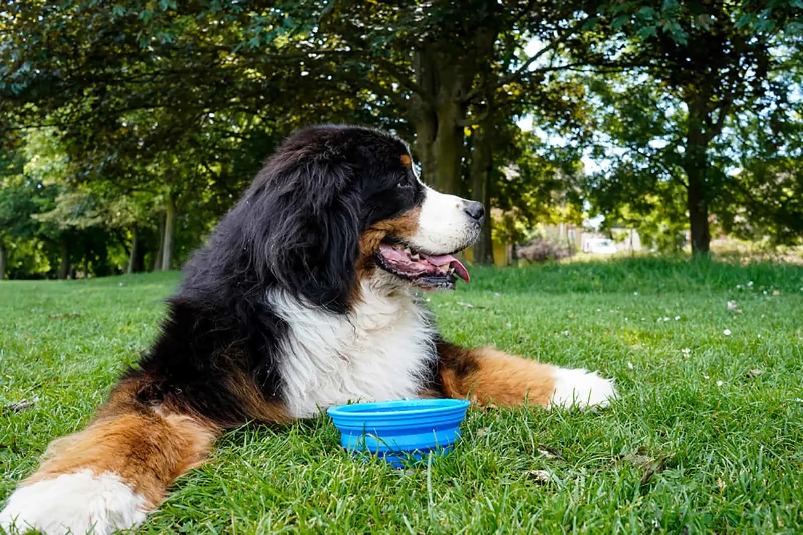 bernese mountain dog refusing to eat lying on the grass