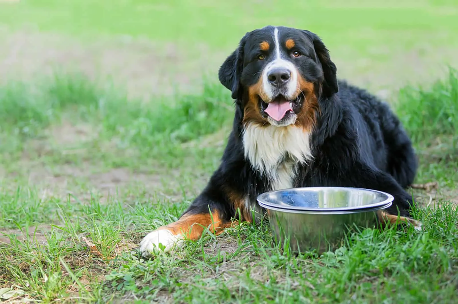 bernese mountain dog with empty bowl lying on the grass