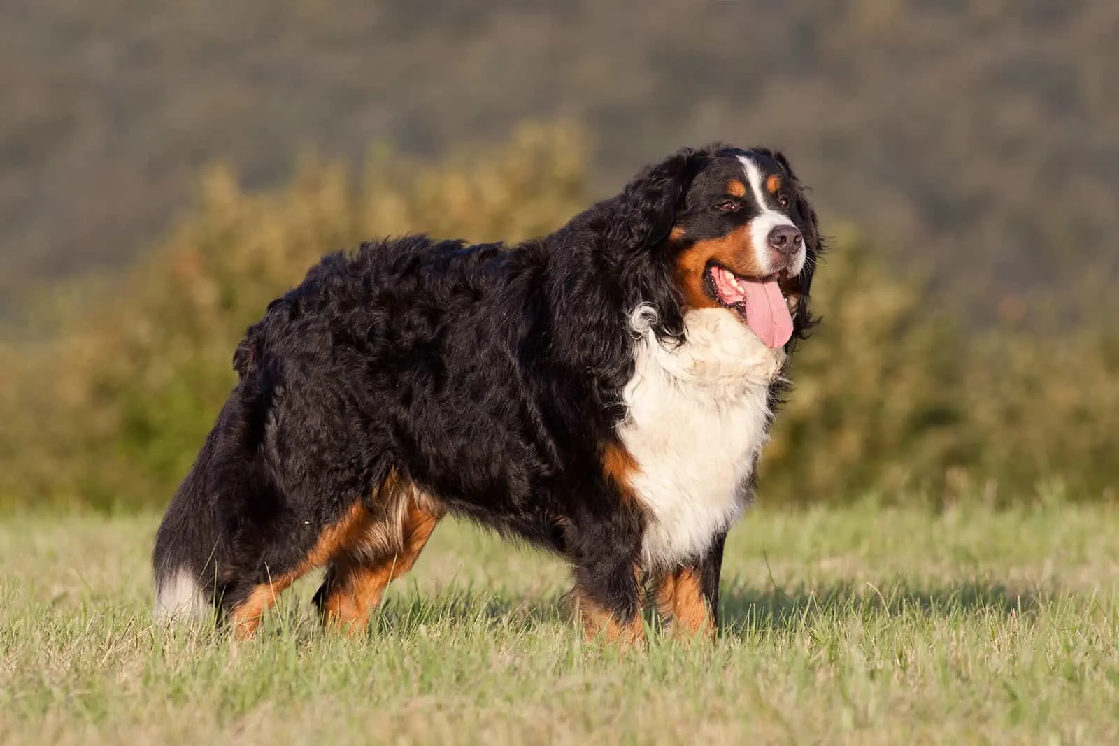 bernese mountain dog standing on the grass