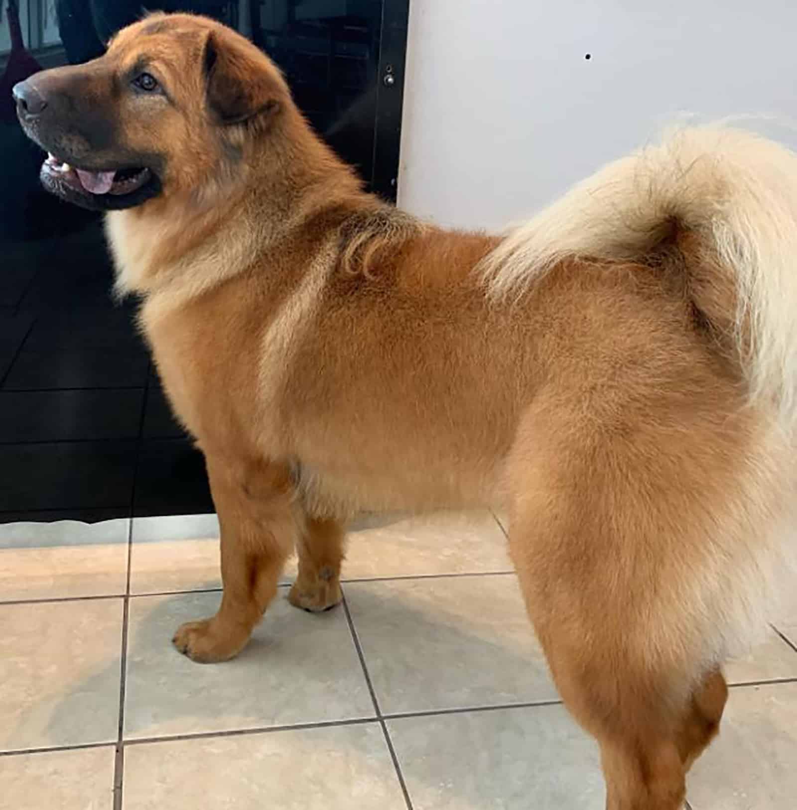 bernese shar pei