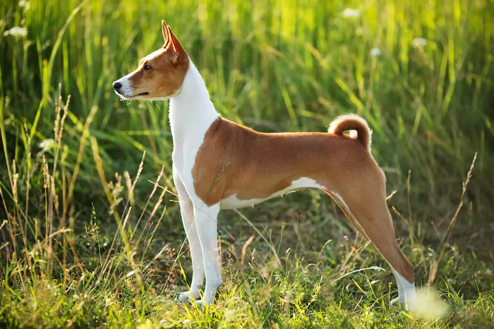 besenji dog standing in the field