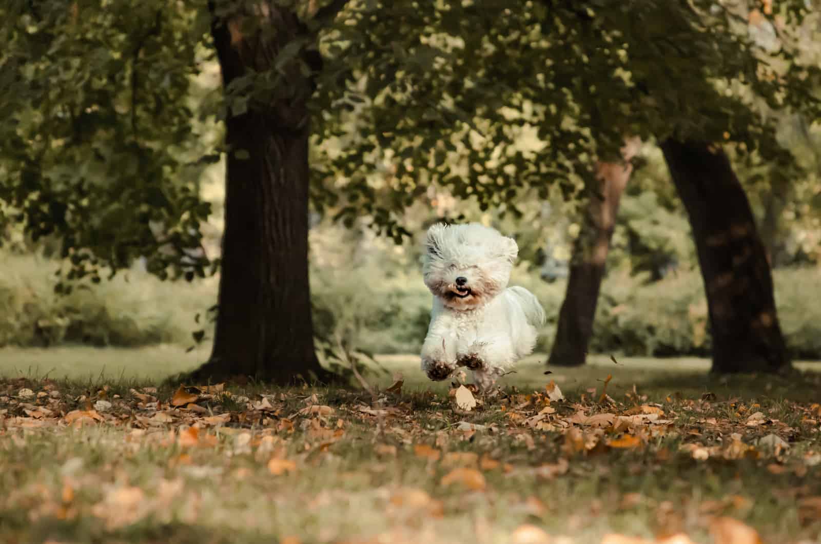 bichon frise running through park