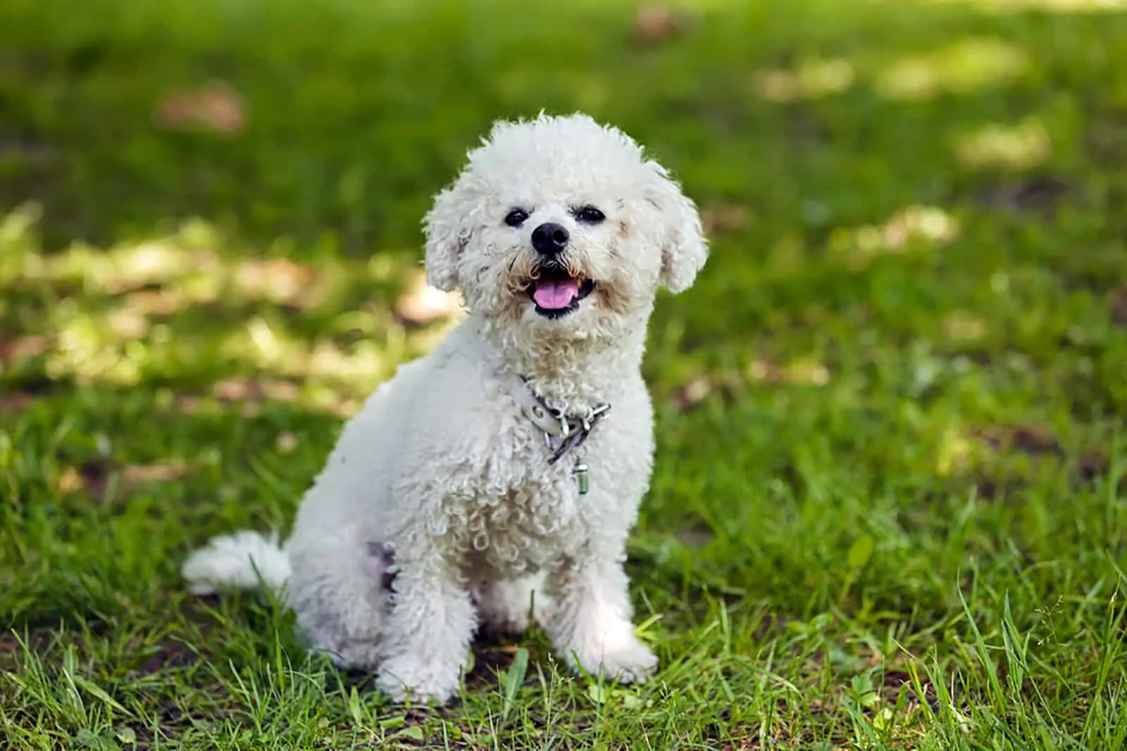 bichon frise sitting in the park
