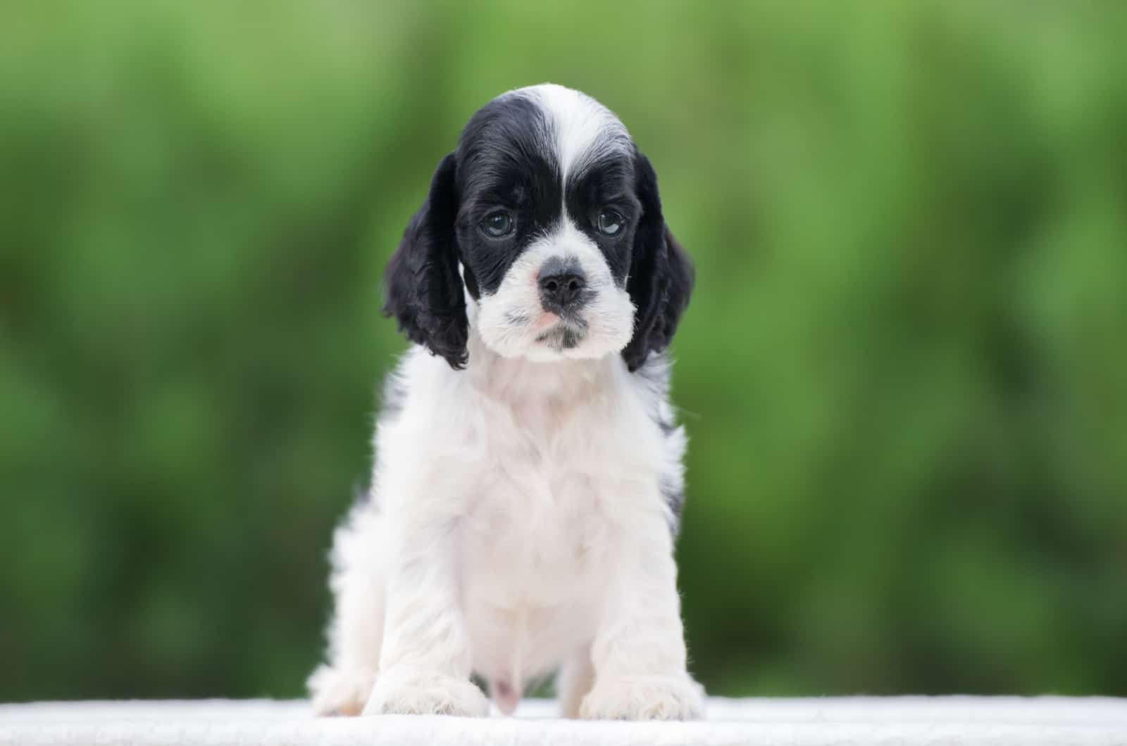 black and white cocker spaniel