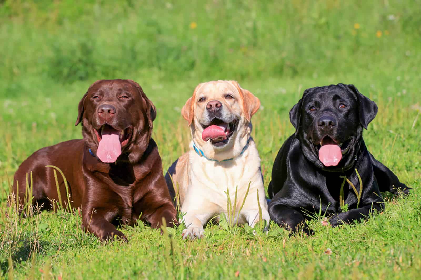 black, chocolate and yellow labrador on the grass