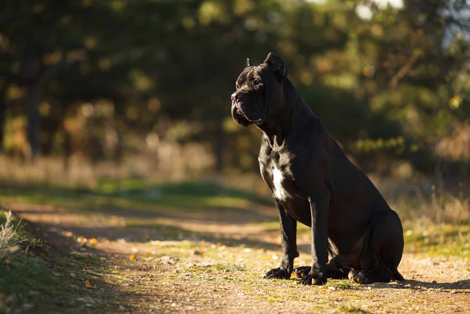 black dog sitting outside on path