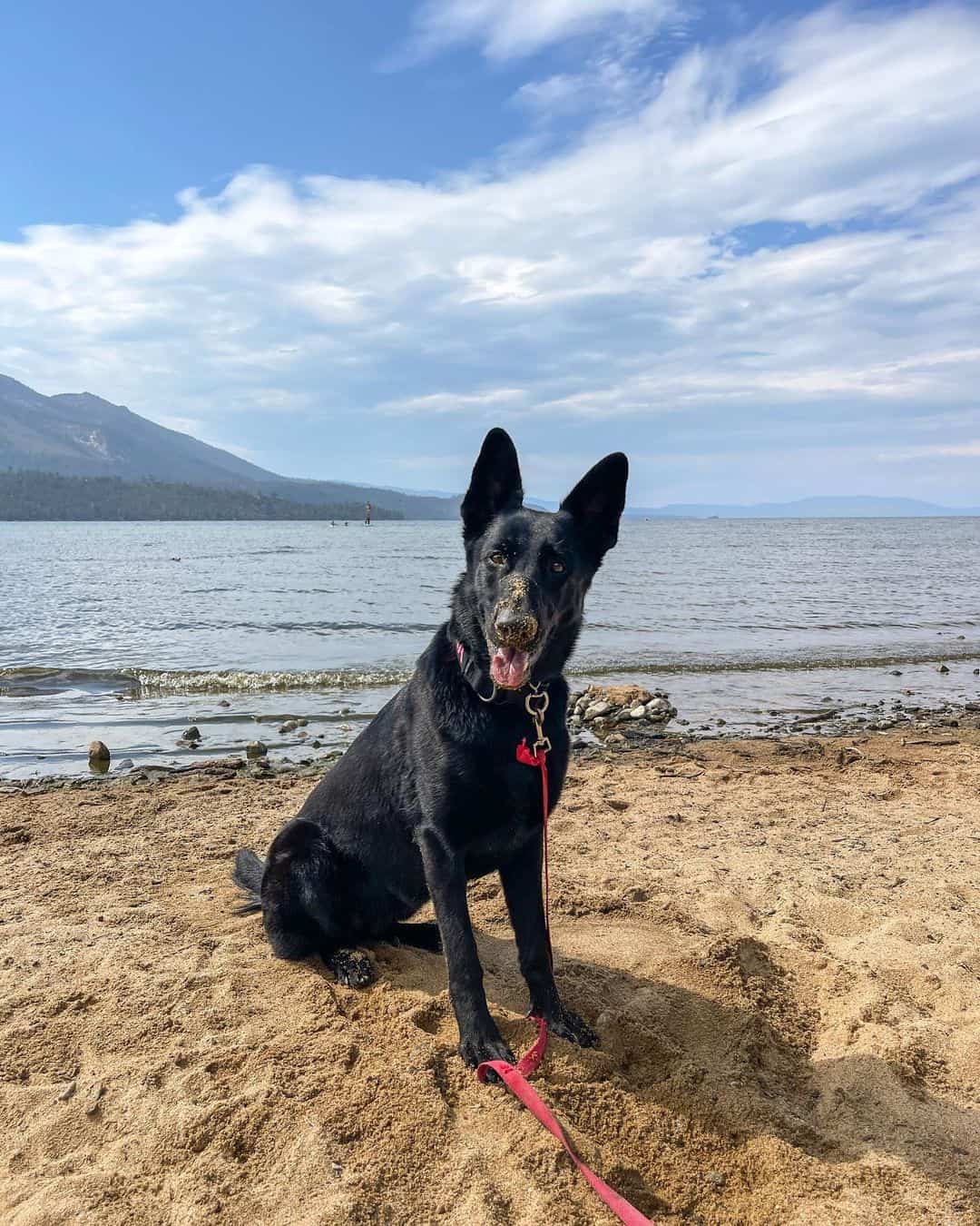 black german shepherd sitting on the beach