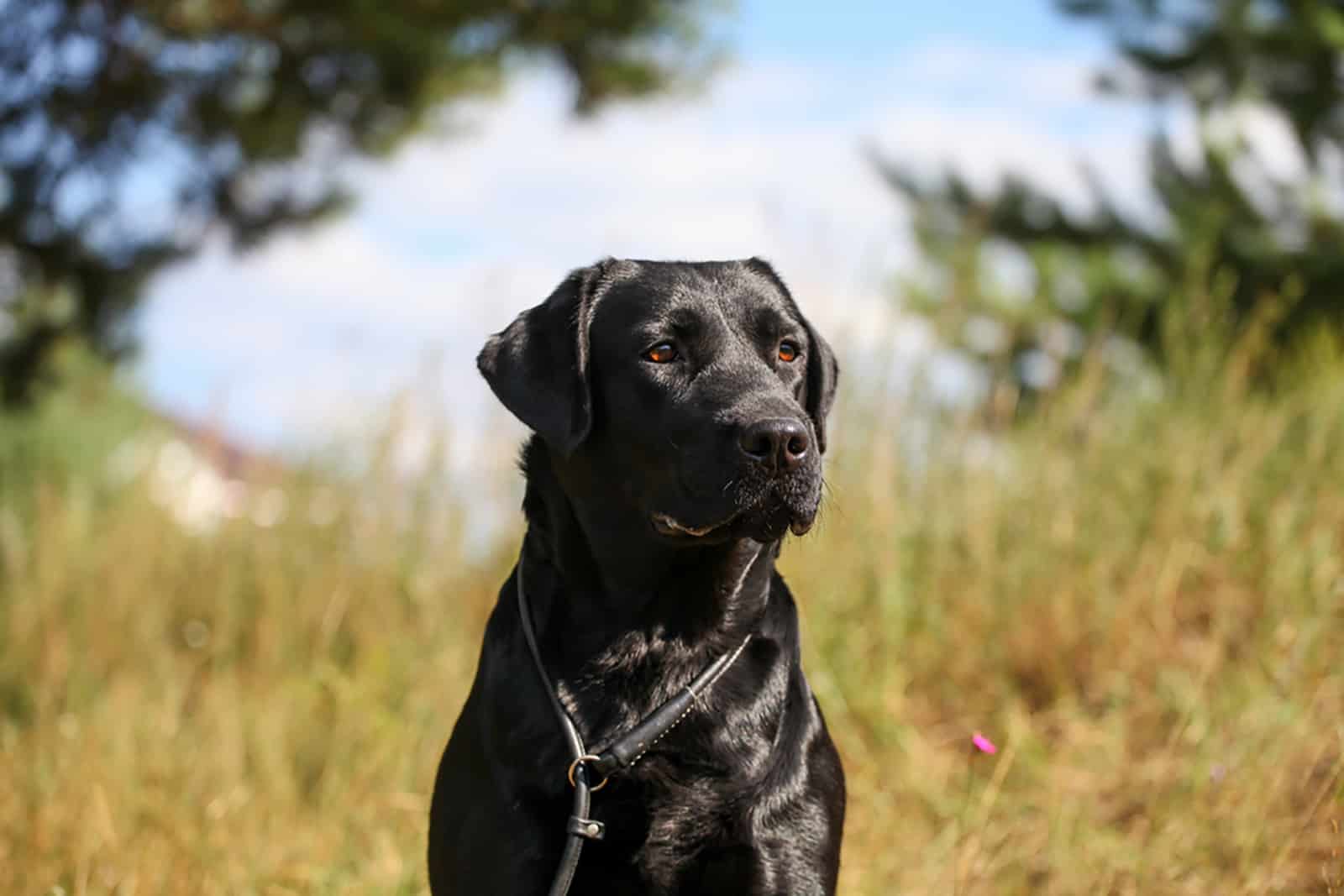 black labrador sitting in the field