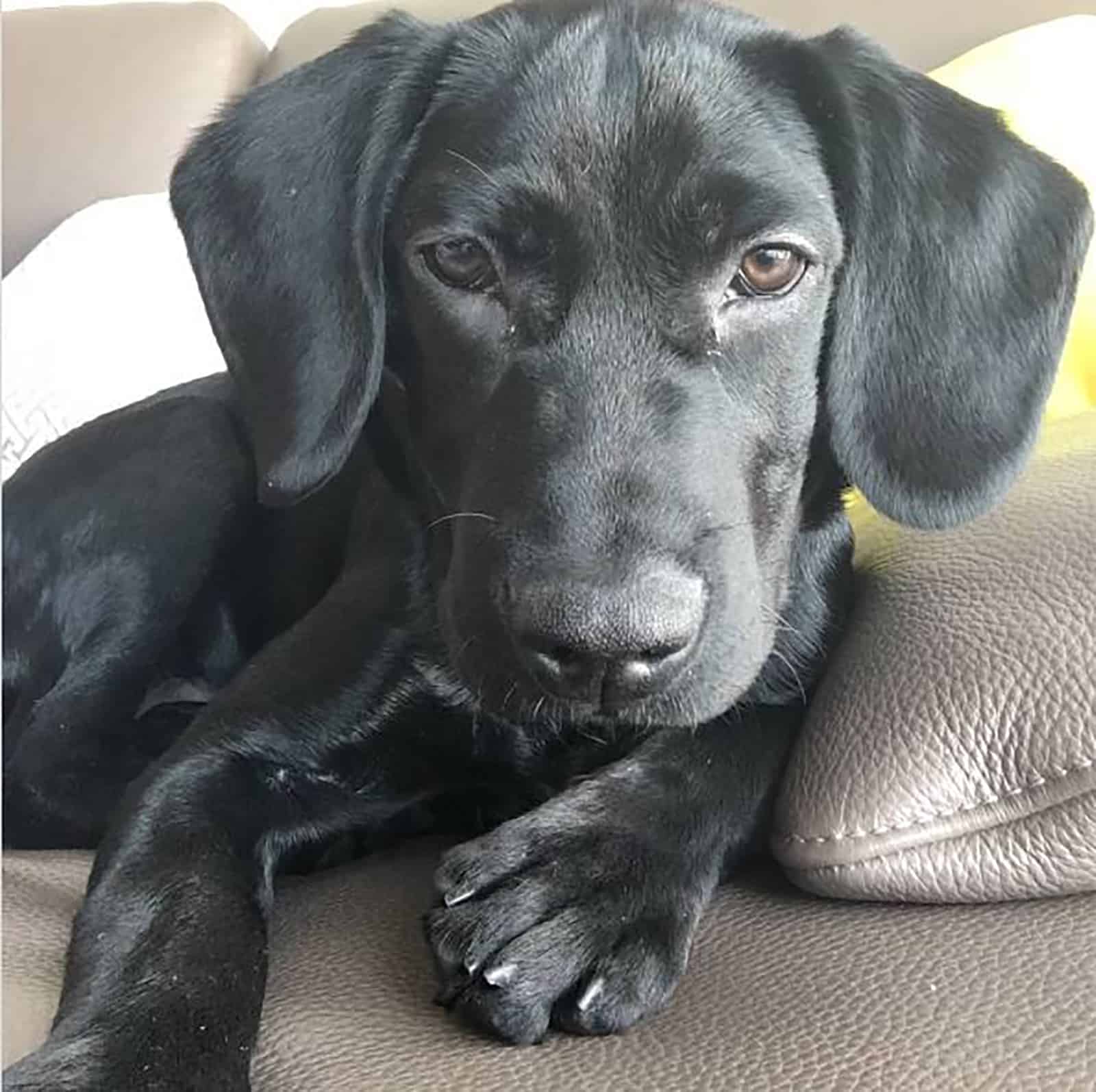 black miniature labrador lying on the couch and looking into camera