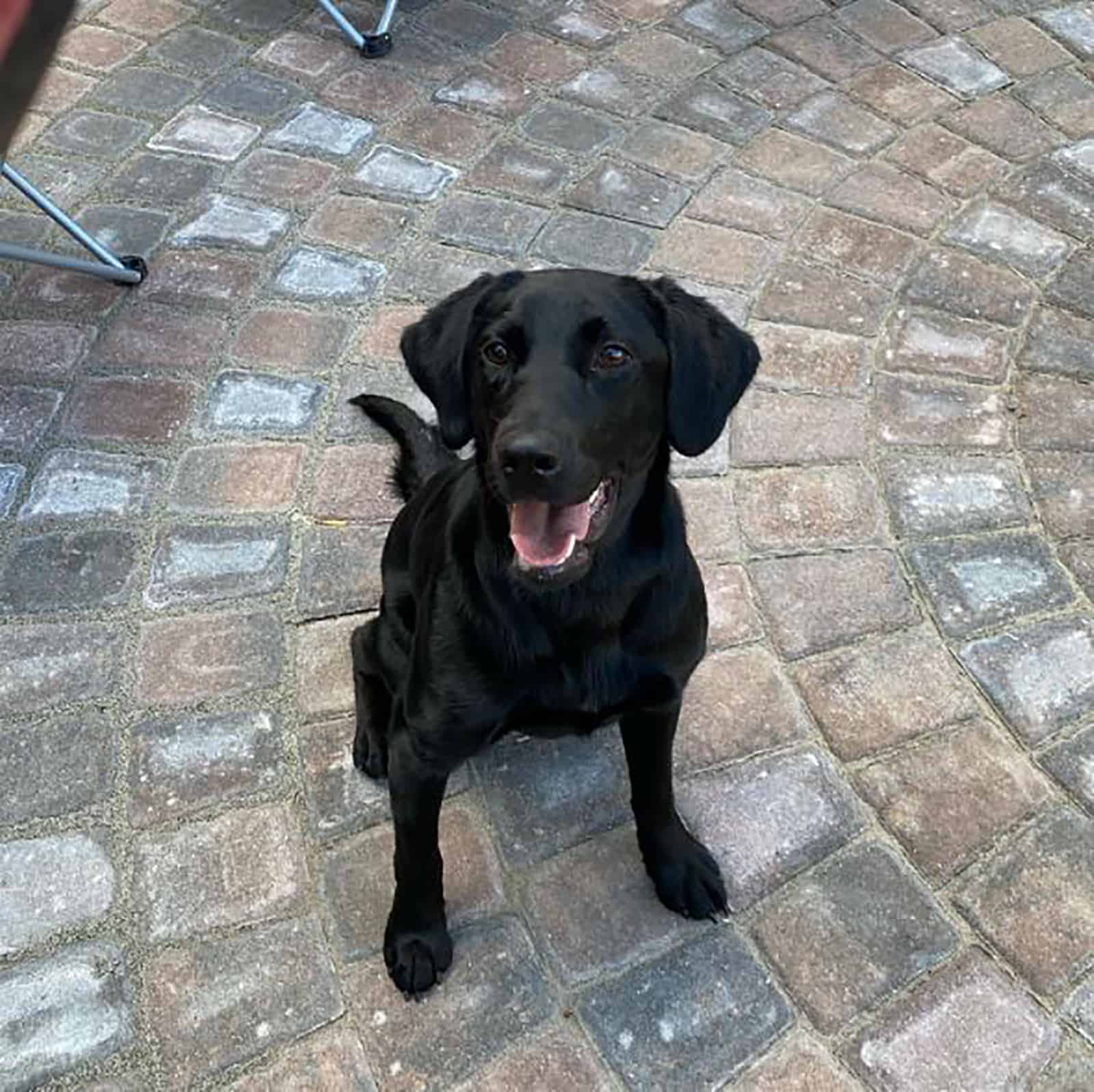 black miniature labrador sitting on the floor