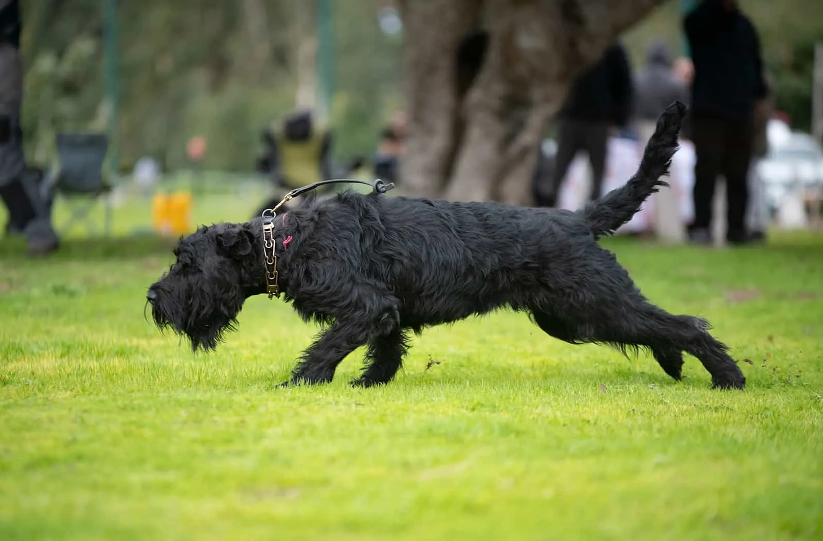 black russian terrier running on the lawn