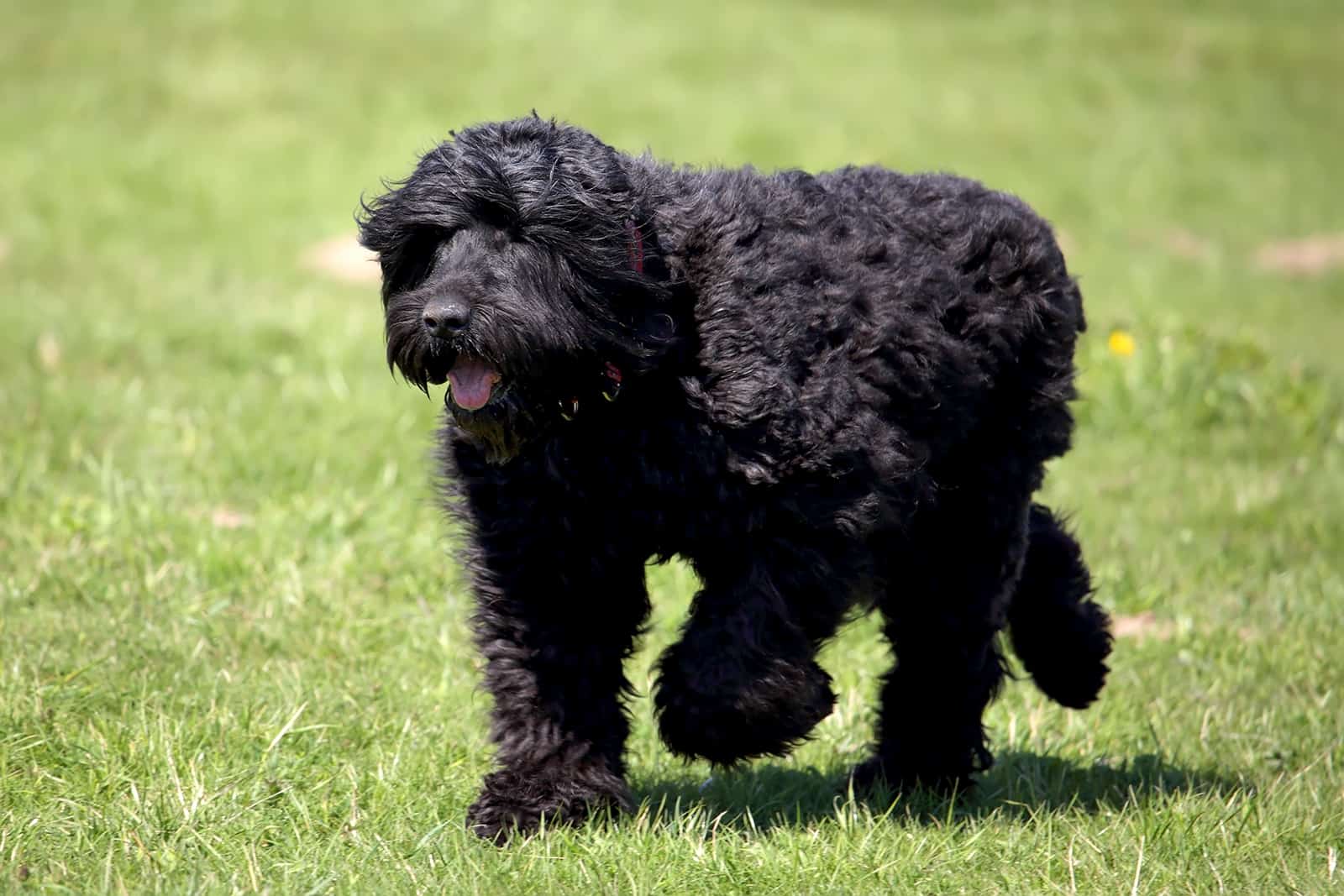 black russian terrier running in the park