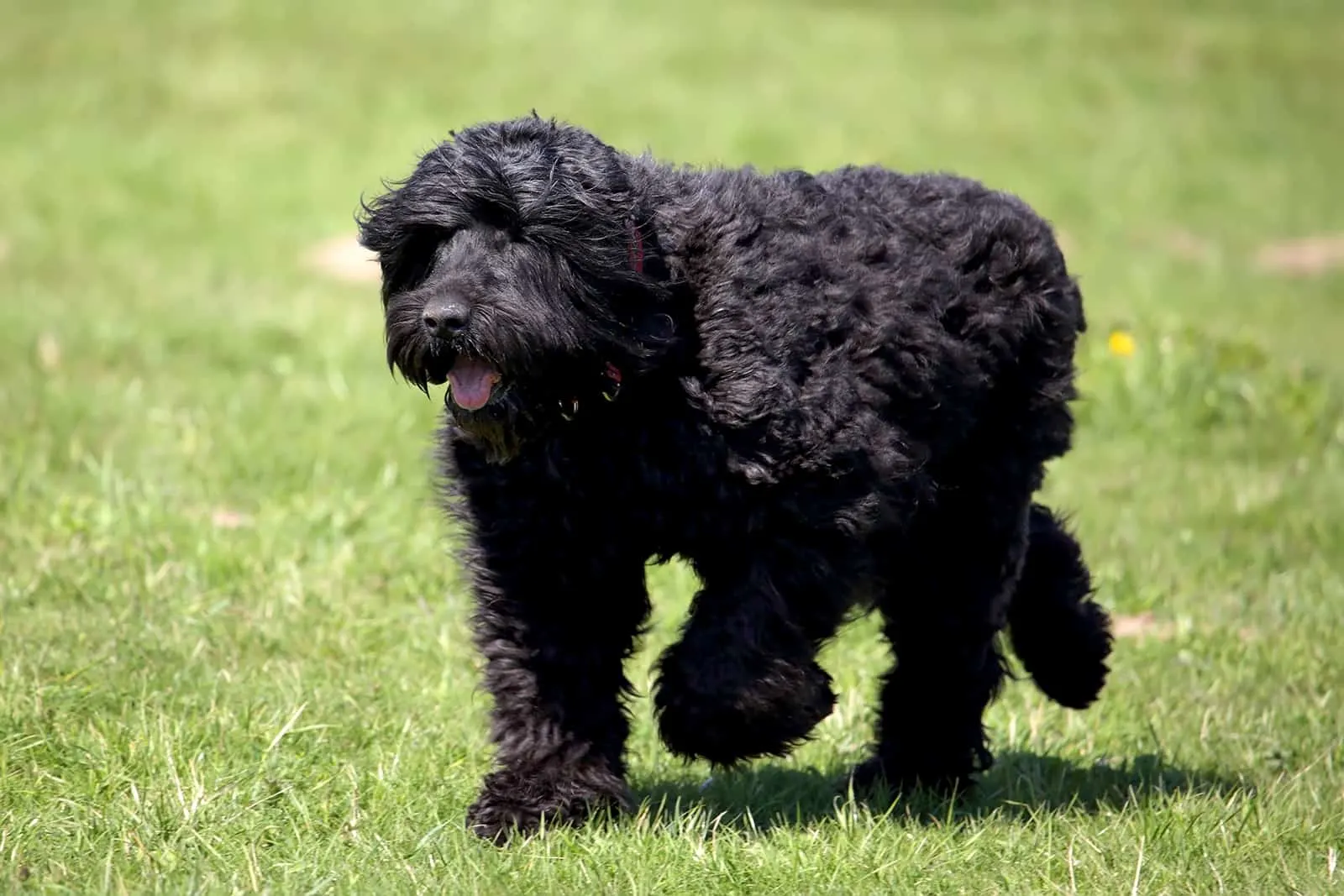 black russian terrier running in the park