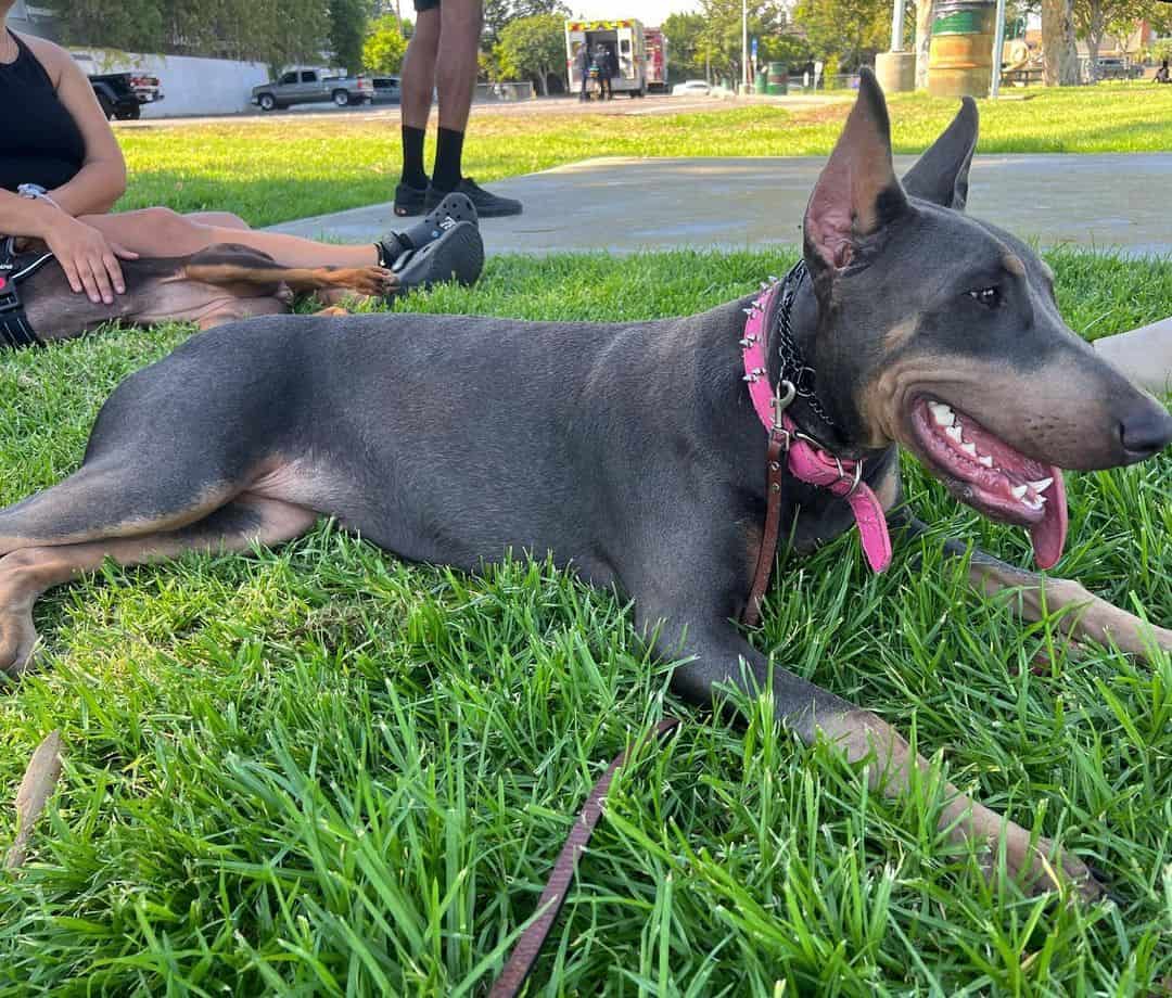 blue doberman lying in grass