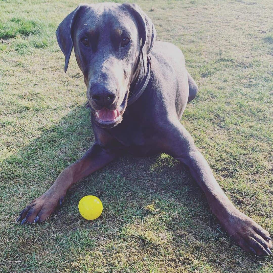 blue doberman playing with ball