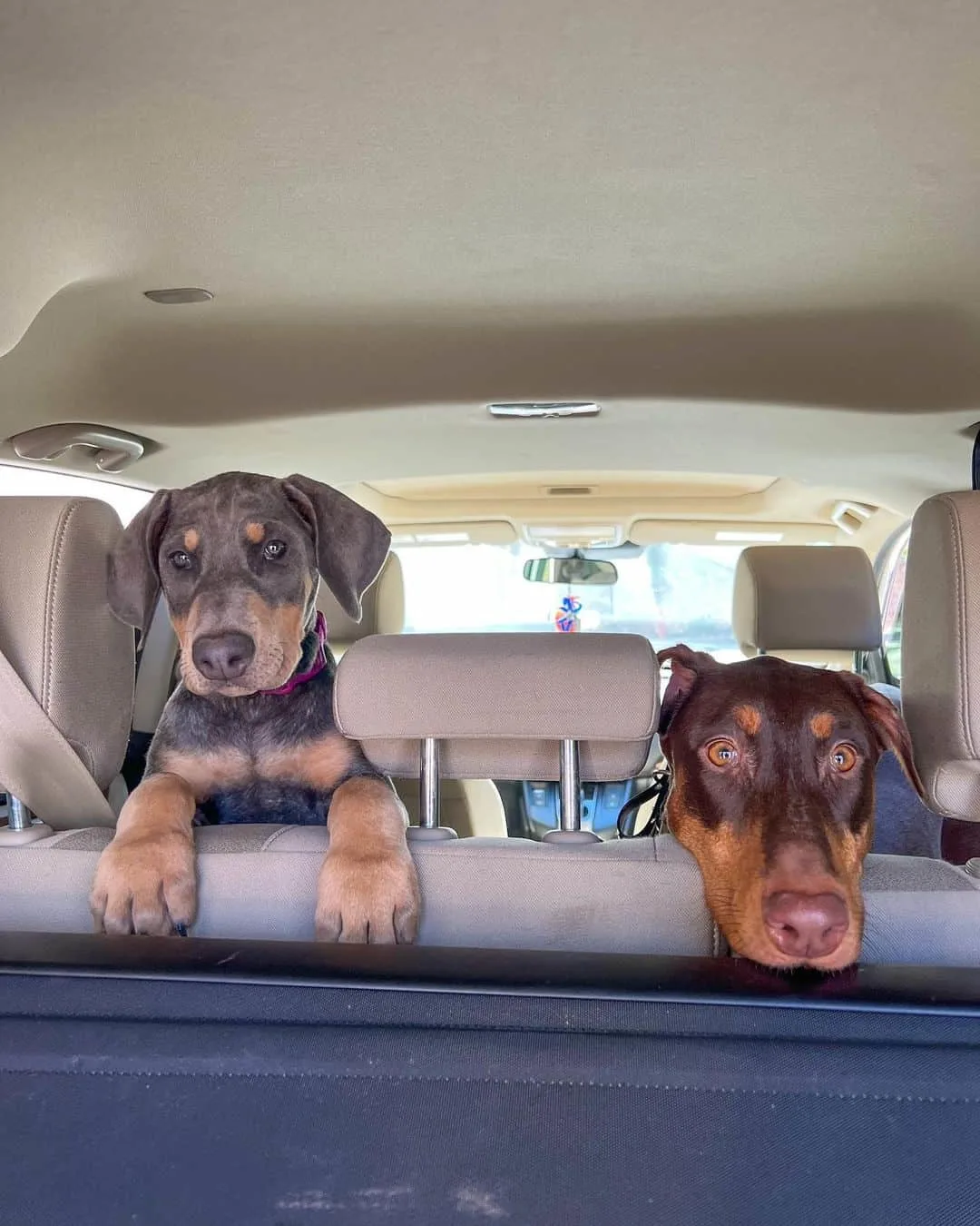 blue doberman puppy and chocolate doberman in the backseat of the car