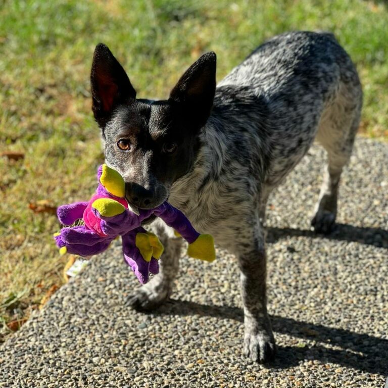 The Blue Heeler Mix Everything You Need To Know