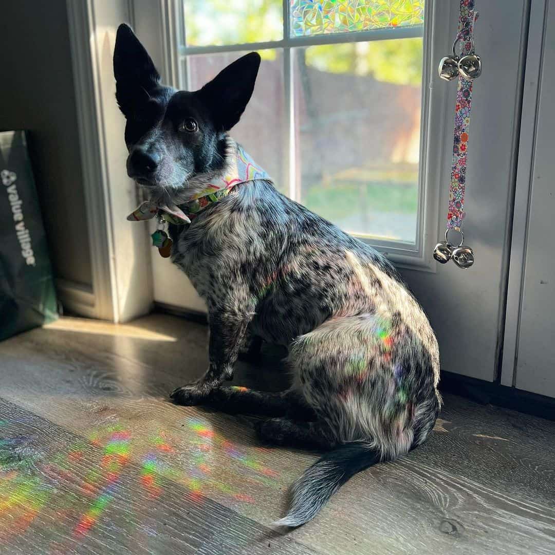 blue heeler corgi mix