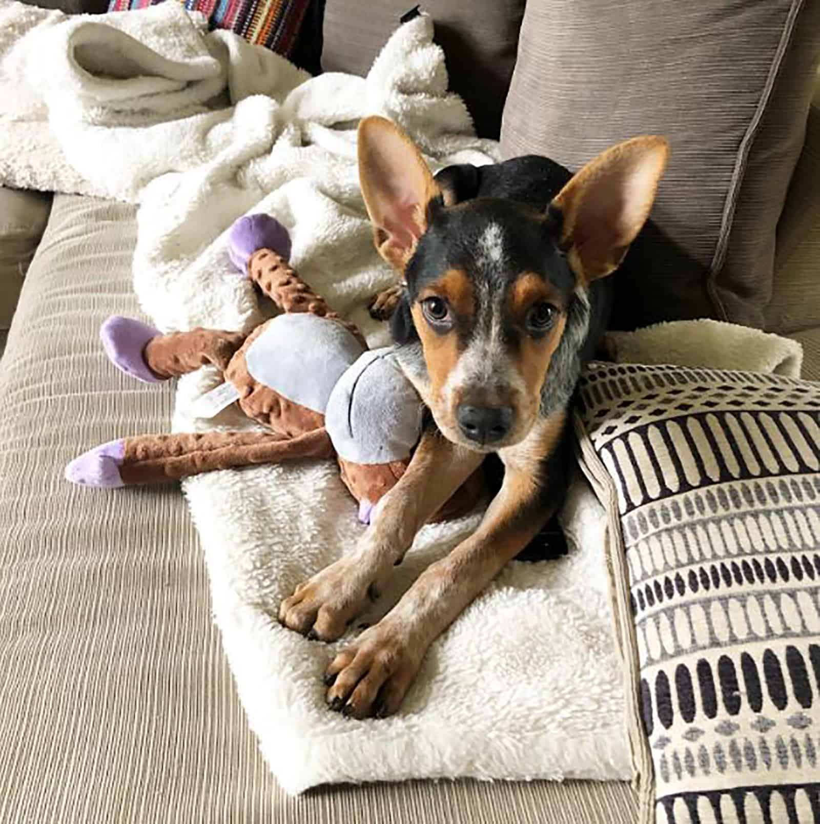 blue heeler german shepherd mix dog lying on the couch