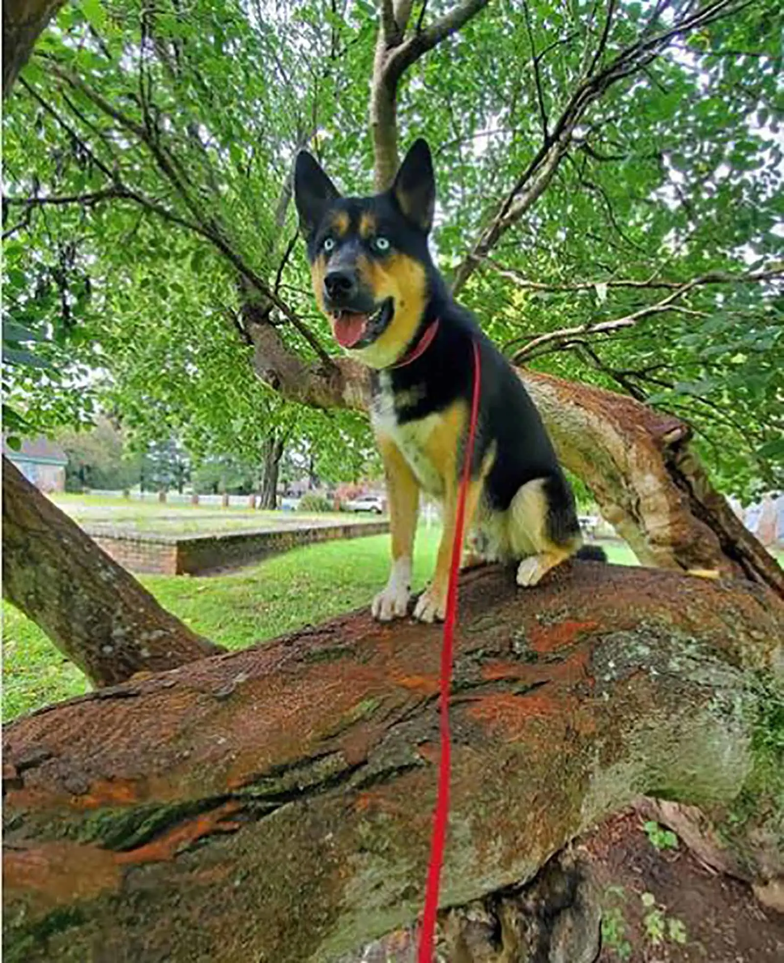 blue heeler husky dog on a leash standing on a stone