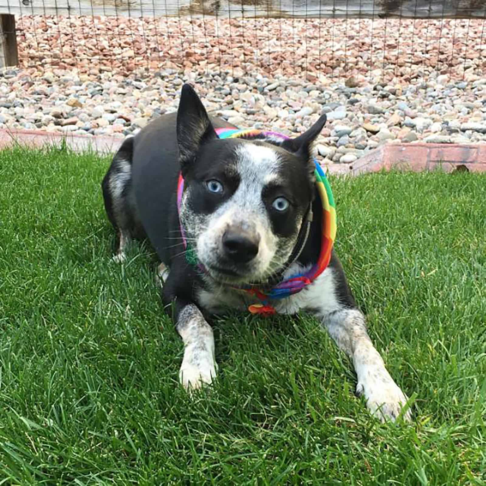 blue heeler husky dog playing on the lawn