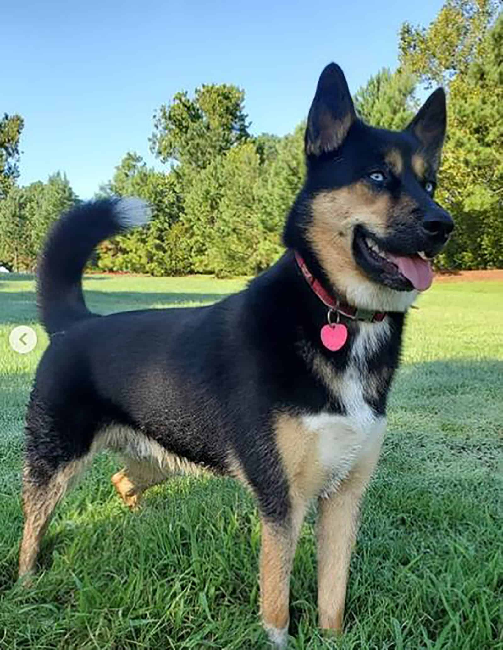 blue heeler husky dog standing in the park at sunny day